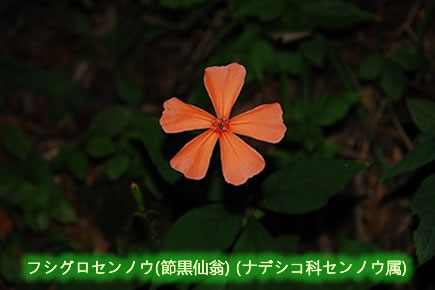金剛山の花(4)フシグロセンノウ