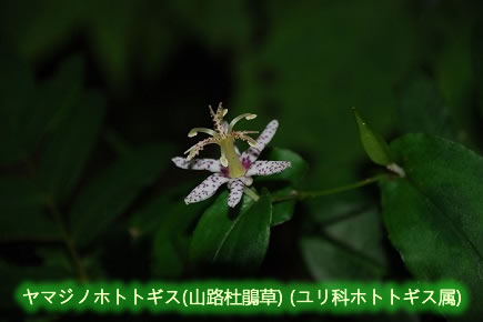 金剛山の花(6)ヤマジョノホトトギス