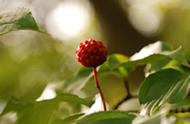 2014年秋の金剛山植物観察(10)ヤマボウシ